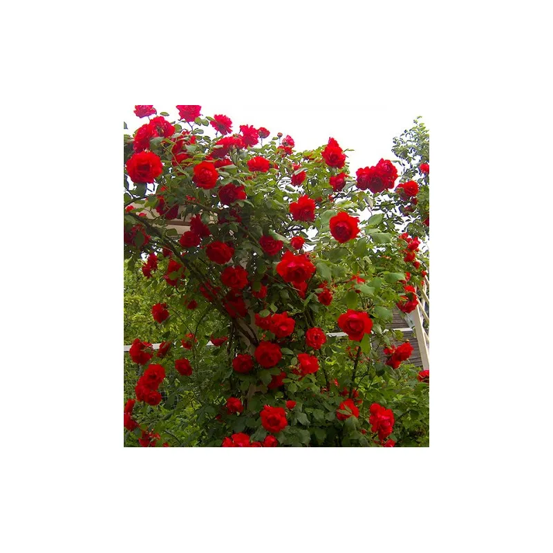 Троянда плетиста  Rose Red 42797 ЕтіЕль 