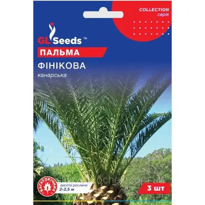 Пальма Фінікова  (канарська) 3 шт 95239 GL SEEDS