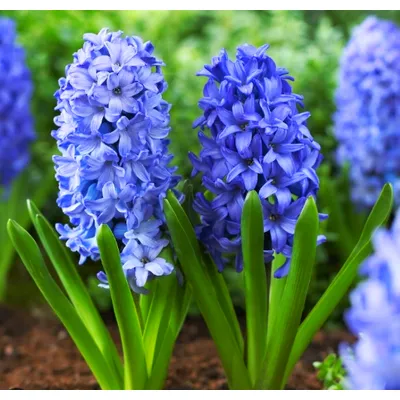 Гіацинт Blue Giant 6654 Голландія