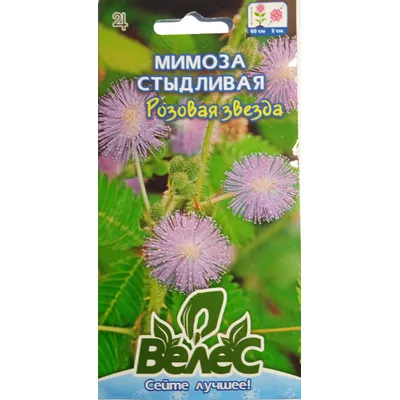 Мімоза Сором'язлива зірка 0,3 г 99534 Велес
