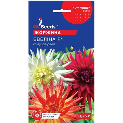 Жоржина Евеліна F1  0,25гр 5702 GL SEEDS