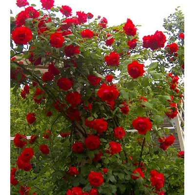 Троянда плетиста  Rose Red 42797 ЕтіЕль