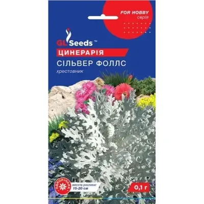 Цинерарія Сільвер Фоллс 0,1  гр 99637 GL SEEDS