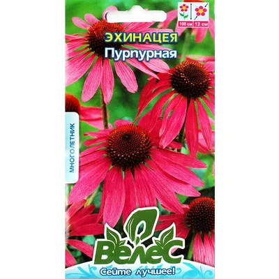 Ехінацея Пурпурова 0,3 г 3246 Велес