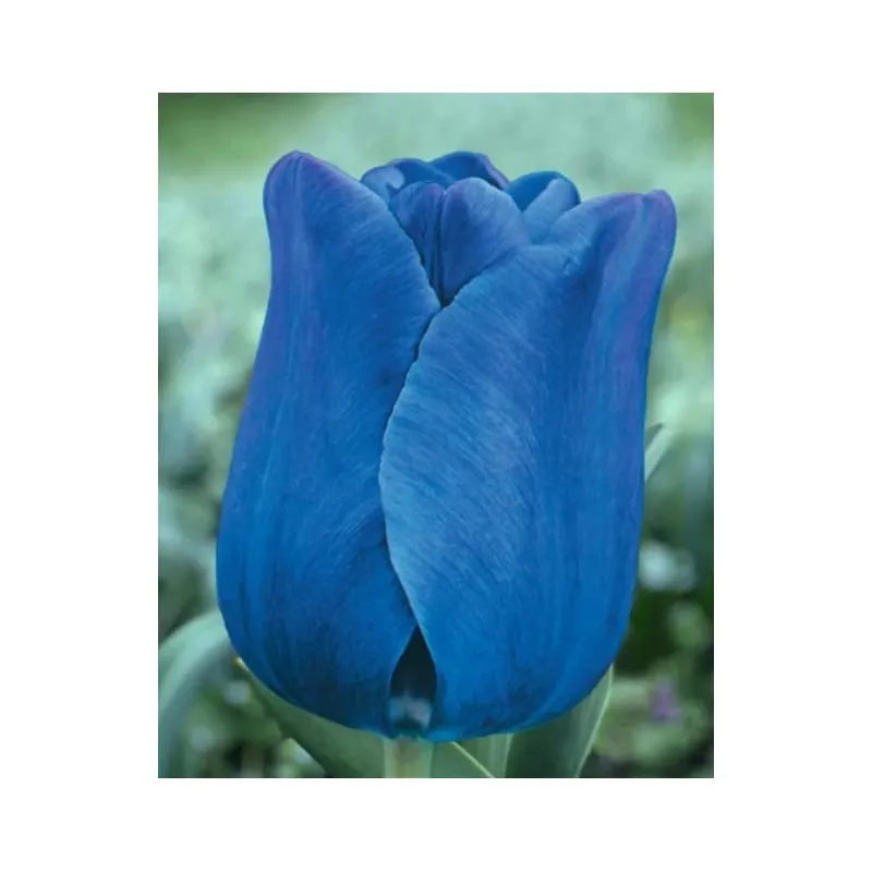 Тюльпан Blue Aimable тріумф 10/11 4398 Голландія 