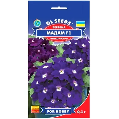 Вербена  Мадам  F1 0,1 гр 95148 GL SEEDS