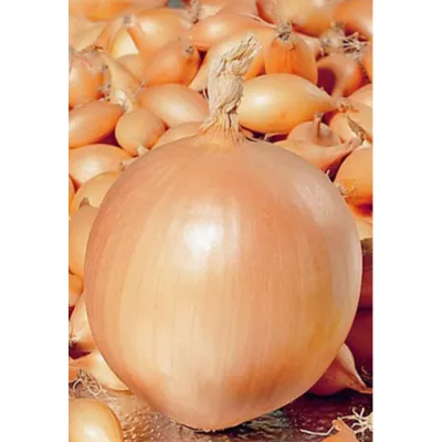 Цибуля голандська саджанка  Песо 1 кг код 0123