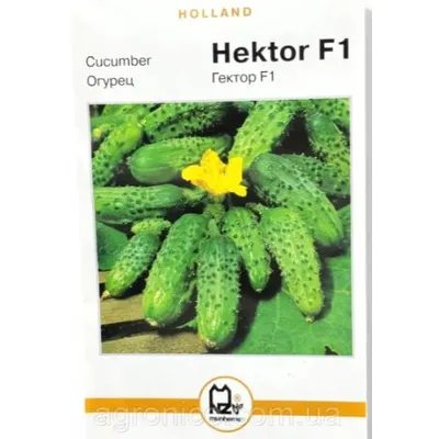Голандія Огірок Гектор  F1 45 шт. 3  гр. 01074