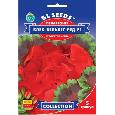 Пеларгонія Блек Вельвет Ред F1 5 гранул 6160 GL SEEDS
