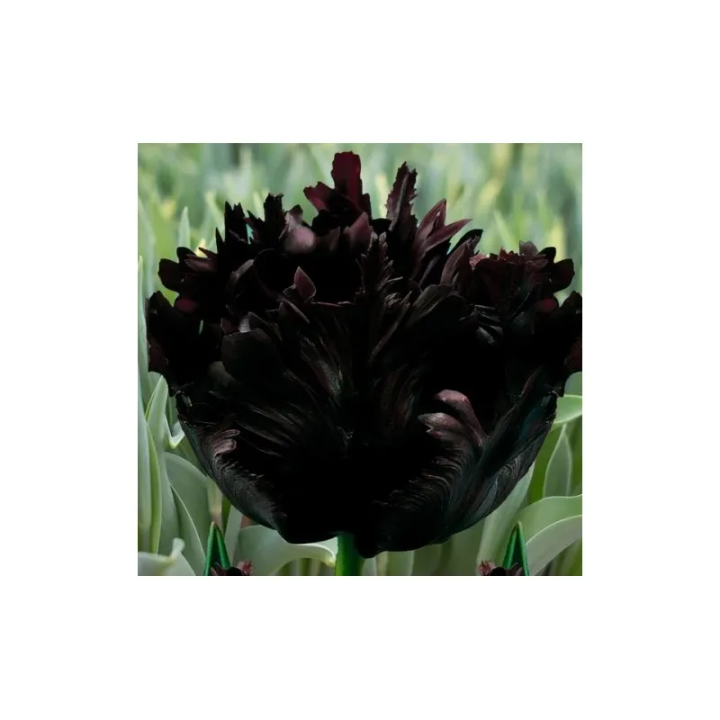 Тюльпан Black Parrot 10/11 4390 Голландія 