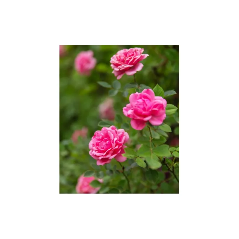 Троянда плетиста  Rose Pink 42796 ЕтіЕль 