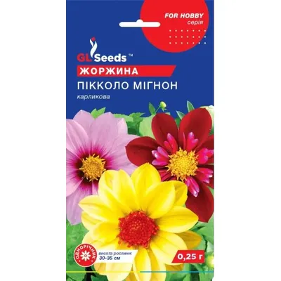 Жоржина Пікколо Мігнон 0,25 г 5667 GL SEEDS