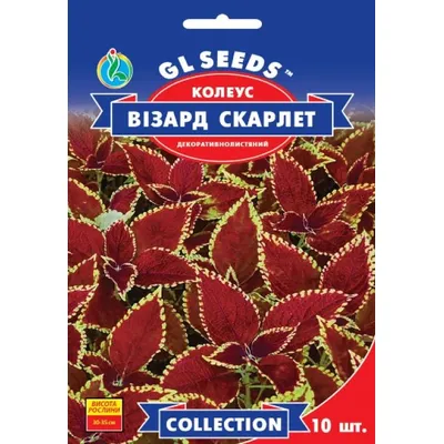 Колеус  Візард Скарлет 10 шт 99421 GL SEEDS
