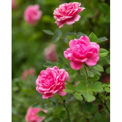 Троянда плетиста  Rose Pink 42796 ЕтіЕль