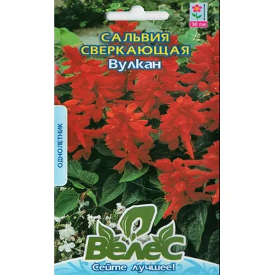 Сальвія блискуча  Вулкан 0,2 гр 95245 Велес