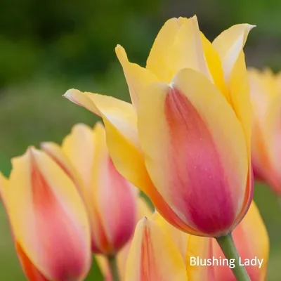 Тюльпан Blushing Lady 10/11 6586 Голландія
