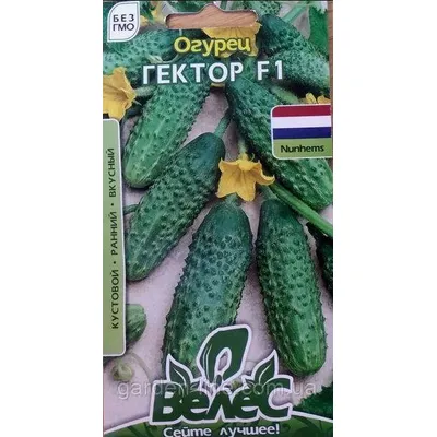 Огірок Гектор F1  10шт 1304 Велес