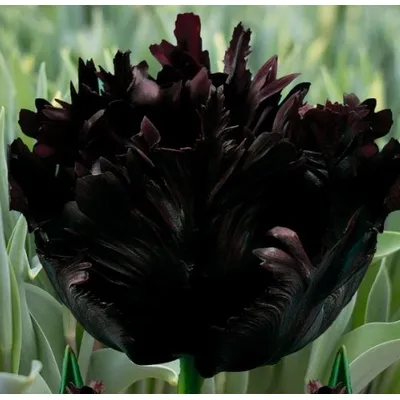 Тюльпан Black Parrot 10/11 4390 Голландія