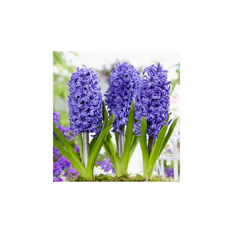 Гіацинт Blue Saphire 6650 Голландія 