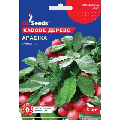 Кавове дерево Арабіка 5 шт 95189 GL SEEDS