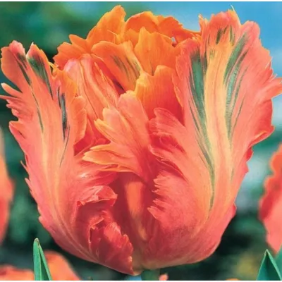 Тюльпан Apricot Parrot 10/11 99376 Голландія