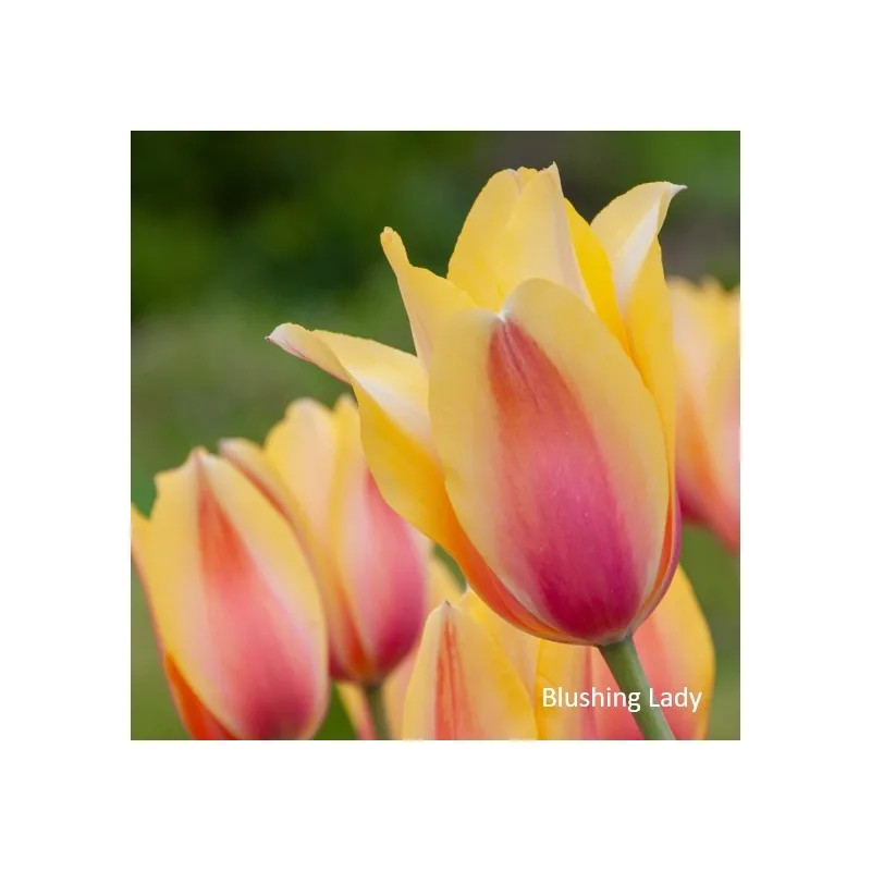 Тюльпан Blushing Lady 10/11 6586 Голландія 