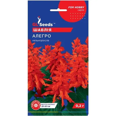 Шальвія  Алегро низькоросла  0,2 г 3445 GL SEEDS