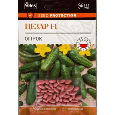 Огірок Цезар F1 50 шт інкруст. 99675 Велес