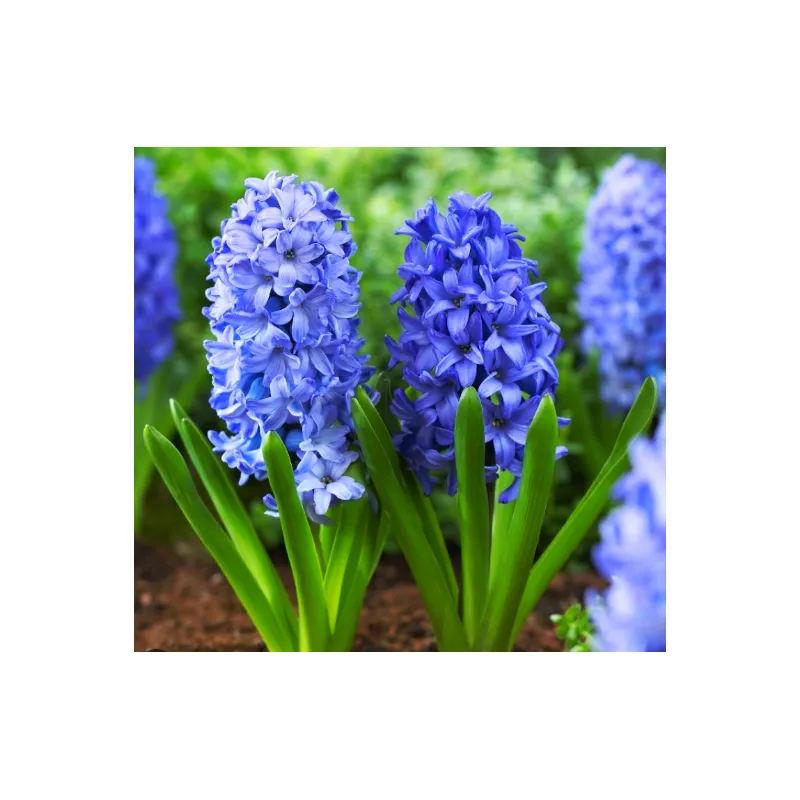 Гіацинт Blue Giant 6654 Голландія 