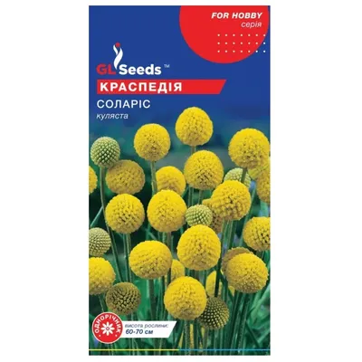 Краспедія Соларіс 0,1 г 48845 GL SEEDS