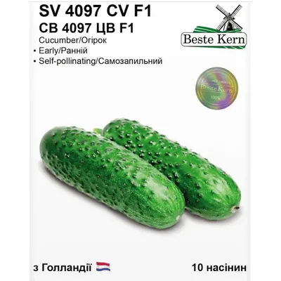 Огірок SV 4097 CV  F1 10 шт 10210 Beste Kern