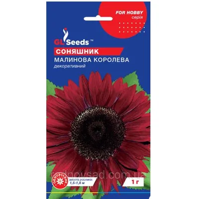 Соняшник Малинова королева 1 г 5229 GL SEEDS