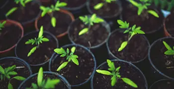 Висаджування насіння на розсаду