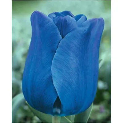 Тюльпан Blue Aimable тріумф 10/11 4398 Голландія