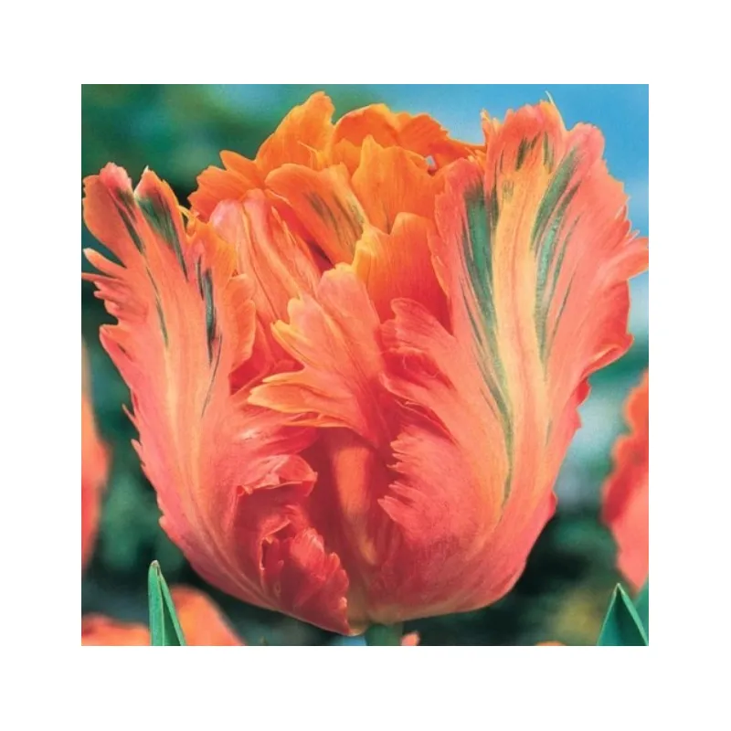 Тюльпан Apricot Parrot 10/11 99376 Голландія 